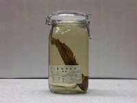 藏品(杜氏刺尾鯛)的圖片